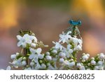 The white-legged damselfly or blue featherleg (Platycnemis pennipes). Male and female. Place for text.