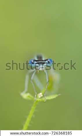 Foto Bild Libelle sitzt auf einer Blüte III