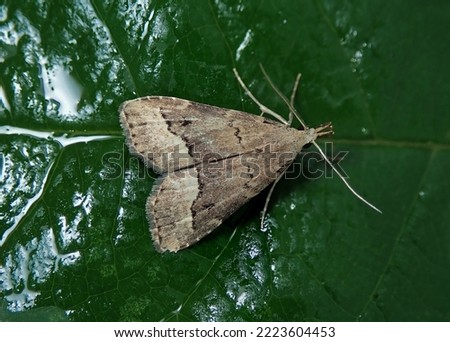 White-line Snout moth Schrankia taenialis, sitting on a leaf