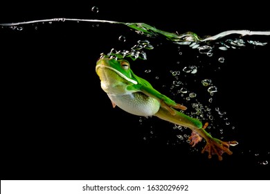 Whitelipped frog in the water, swimming frog, Whitelipped frog swimming