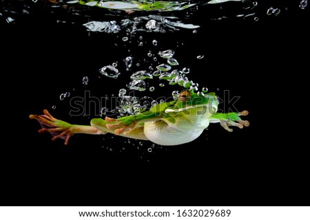 Similar – Image, Stock Photo Close-up of a frog against a night sky background with visible stars and soft glowing horizon