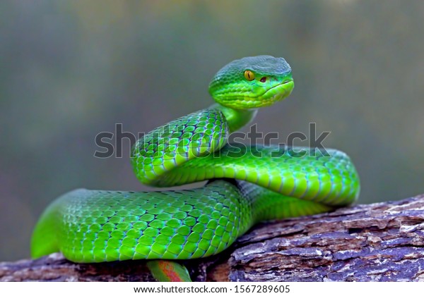 white-lipped island snake, trimeresurus albolbris,\
pit viper snake, venomous\
snakes
