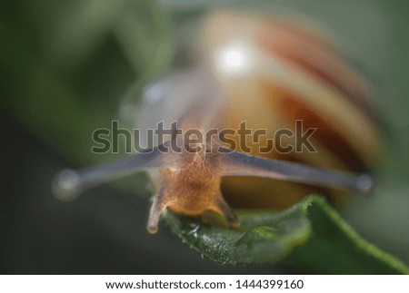 Similar – Gartenschnecke XIV Blatt