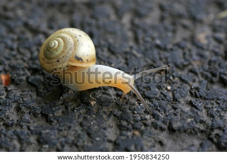 Similar – Image, Stock Photo garden snail conveyor