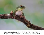 The white-lipped tree frog or Giant tree frog (Nyctimystes infrafrenatus) is sitting on tree branch. Low key angle.
