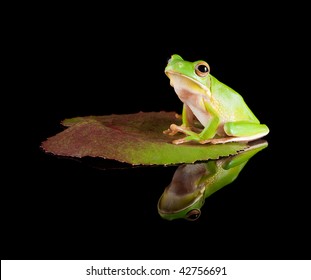 frog on lily pad