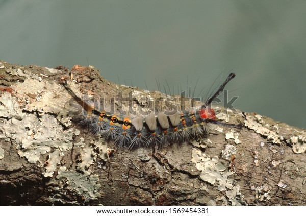 white-marked tussock moth caterpillar