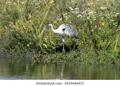 White-necked heron at Esteros del Ibera, Corrientes, Argentina