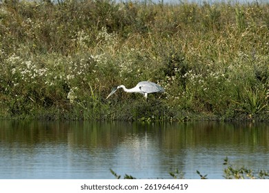 White-necked heron at Esteros del Ibera, Corrientes, Argentina