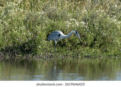 White-necked heron at Esteros del Ibera, Corrientes, Argentina