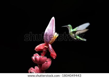 Similar – rub Insect Flower Cosmos