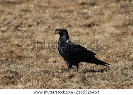 Similar – SEE AND BE SEEN Bird Grass