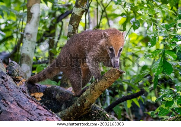 Whitenosed Coati Known Coatimundi Pizote Climbing Stock Photo ...