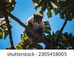 White-nosed Coati, Nasua narica, green grass habitat National Park Manuel Antonio, Costa Rica. Animal in the forest. Mammal in the nature .Animal from tropical Costa Rica. Very long tail.