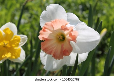White-orange flower of Daffodil (Narcissus) cultivar Precocious from Large-cupped Group