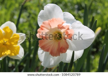 White-orange flower of Daffodil (Narcissus) cultivar Precocious from Large-cupped Group
