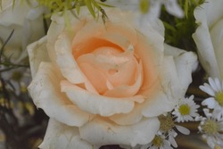White-orange Rose Petals In Full Bloom A Floral Symphony