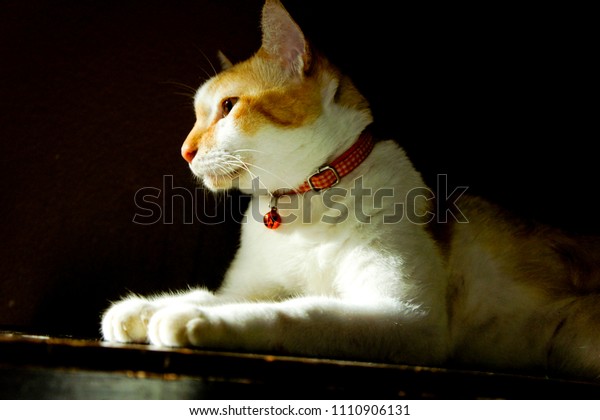 siamese cat white and orange