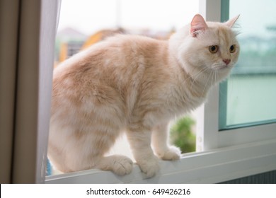 White-orange Stripes Fluffy Cat Is Stand On The Window Jumping From Outside