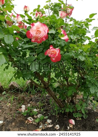 Whitepink flower is so beaytiful..