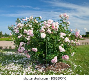 White-Pink Rose Bush