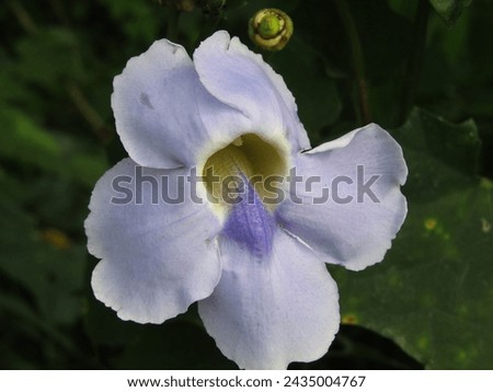White-Purple Flowers Bloom (thunbergia grandiflora) flowers little wilted on a bush. A five petals purple traits with green leaves, natural background.                               
