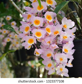 White-purple orchid With a beautiful yellow color, blurred background