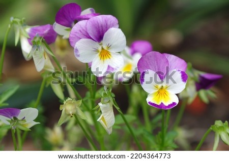 White-purple pansies close-up. Macro. Flowers