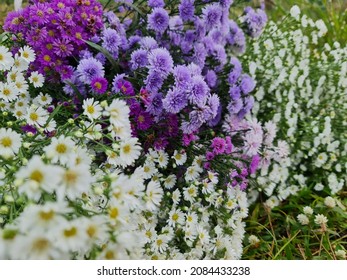 White-purple-pink cutter flowers that have been cut and piled up early in the morning to prepare for packing and send them to customers as per orders.  - Shutterstock ID 2084433238