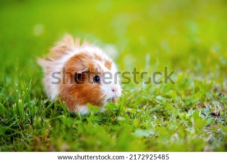 White-red large guinea pig on green grass
