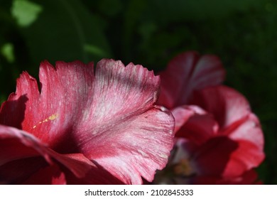 White-red Parrot Tulip Petals Close Up