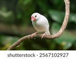 White-rumped Munias (Java Sparrows) at Play.