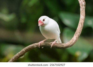 White-rumped Munias (Java Sparrows) at Play.
