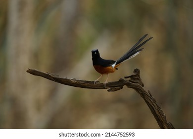 White-rumped Shama on the branch in the natural