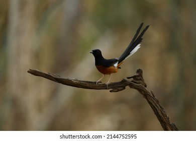 White-rumped Shama on the branch in the natural