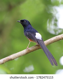 The White-rumped Shama Is A Small Passerine Bird Of The Family Muscicapidae