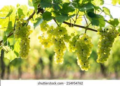 Whites Grapes (Pinot Blanc) In The Vineyard, Alsace, France