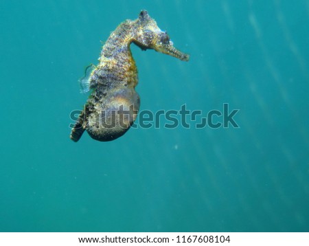 White's Seahorse Hippocampus whitei, White's Seepferdchen-Pregnant Male