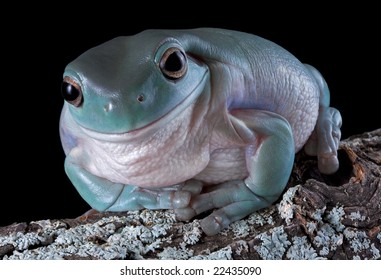 A Whites Tree Frog Has A Smirk On His Face While Sitting On A Log.