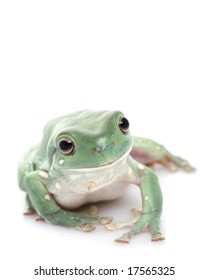 Whites Tree Frog (Litoria Caerulea) On White Background.