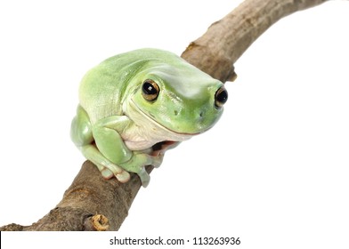 Whites Tree Frog On A White Background.