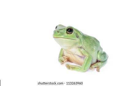 Whites Tree Frog On A White Background.