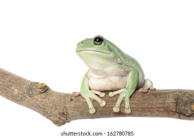 Whites Tree Frog On A White Background.