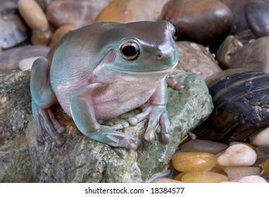 A Whites Tree Frog Is Sitting On River Rocks Near Water.