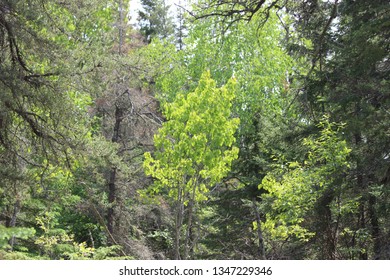 Whiteshell Provincial Park, Manitoba