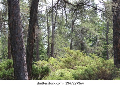 Whiteshell Provincial Park, Manitoba