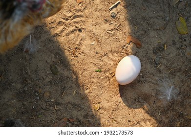 White-shelled Eggs Left By 