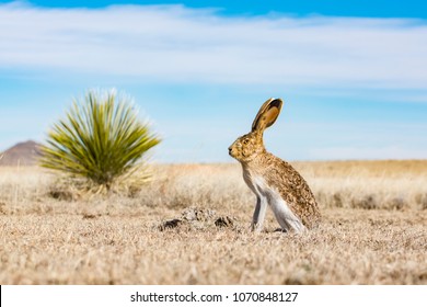 White-Sided Jack Rabbit