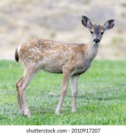 White-spotted Black-tailed Deer Fawn Grazing In Alert. Quail Hollow County Park, Santa Cruz County, California, USA.