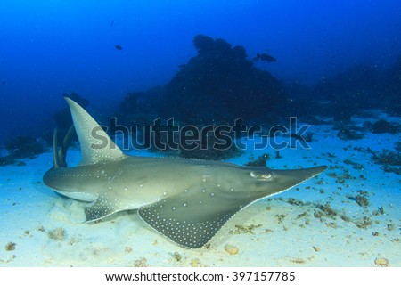 White-spotted Guitarfish (sometimes called Shark Ray)(Rhynchobatus djiddensis)